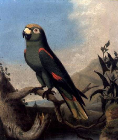A Green Parrot on a Branch (panel) from English School