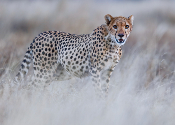 Chyulu cheetah from Eric Meyer