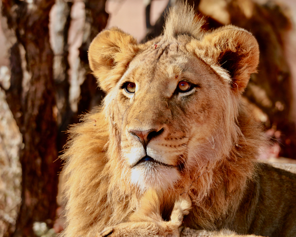 Young Lion, Namibia from Eric Meyer