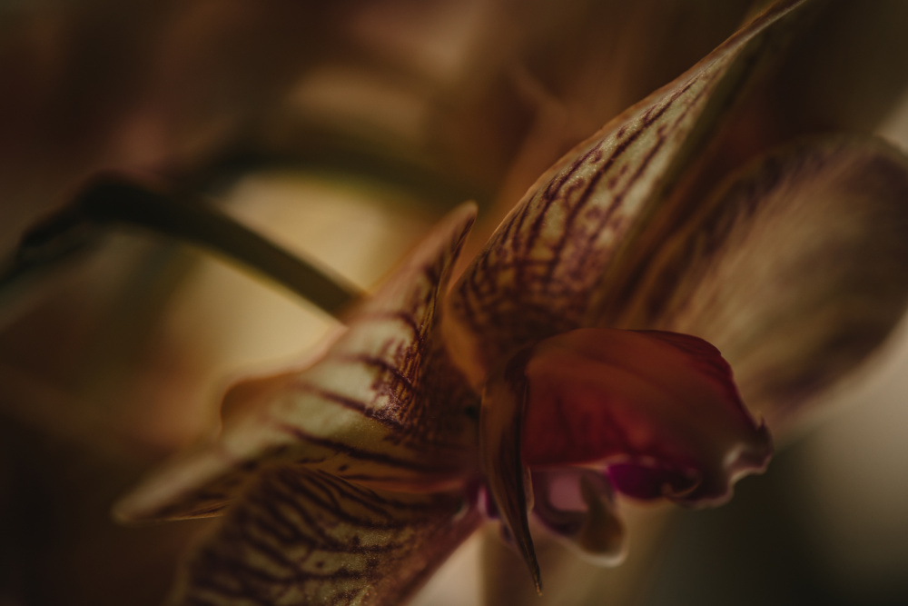 Botanische Serie - Orchidee 2/2 from Eva Bronzini