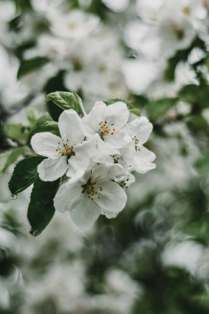 Frühlingsserie – Apfelblüten im Regen 2/12 from Eva Bronzini