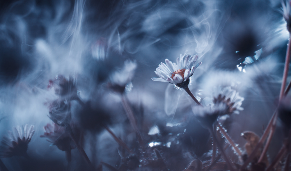 Die rauchenden Gänseblümchen from Fabien Bravin