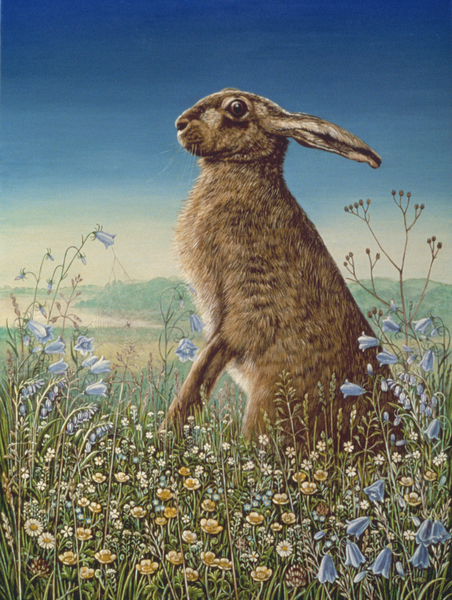 Hare from Frances Broomfield