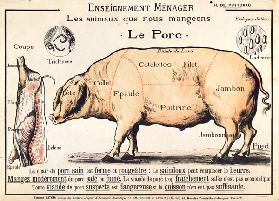 Cuts of Pork, illustration from a French Domestic Science Manual by H. de Puytorac, published by Edi