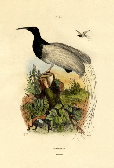 Cape sugarbird from French School, (19th century)