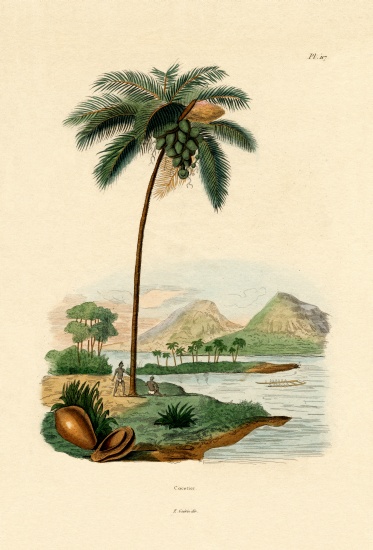 Coconut Palm from French School, (19th century)