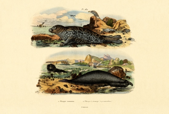 Common Seal from French School, (19th century)