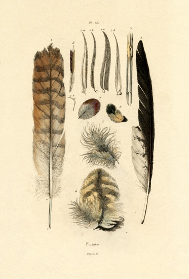 Feathers from French School, (19th century)
