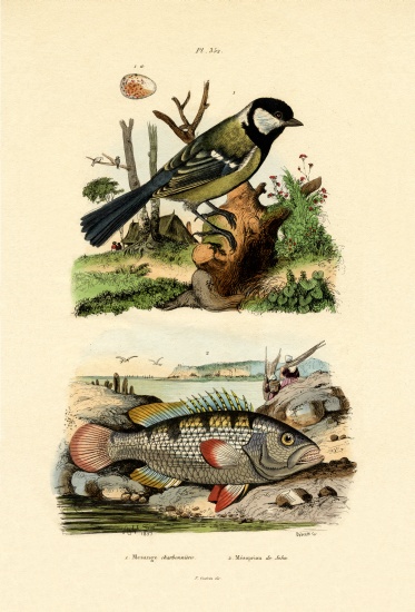 Great Tit from French School, (19th century)