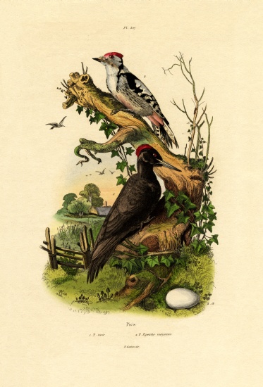 Greater Spotted Woodpecker from French School, (19th century)