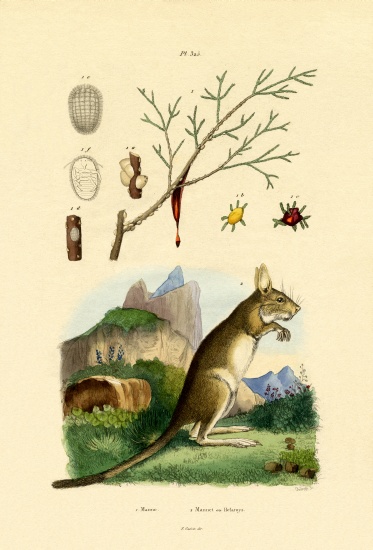 Honeydew from French School, (19th century)