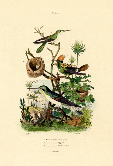 Hummingbirds from French School, (19th century)