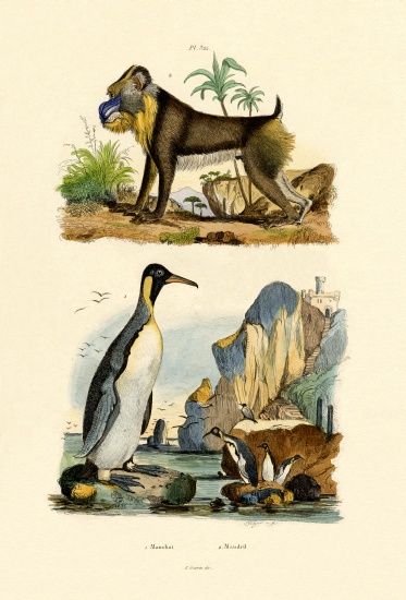 King Penguin from French School, (19th century)