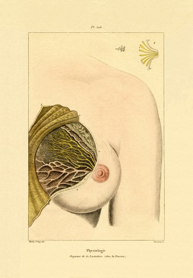 Lactation from French School, (19th century)