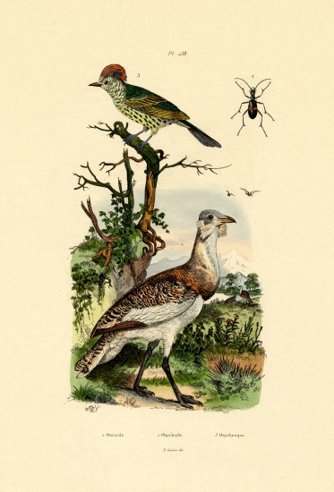Little Bustard from French School, (19th century)
