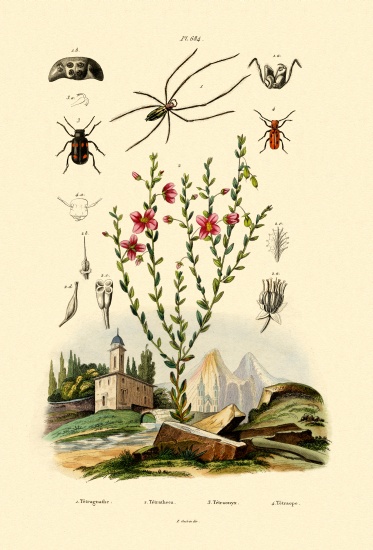 Long-jawed Spider from French School, (19th century)