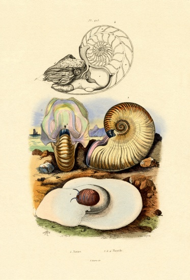 Moon Snail from French School, (19th century)