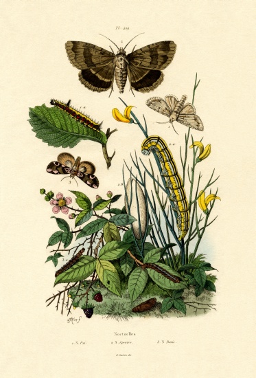 Moths from French School, (19th century)
