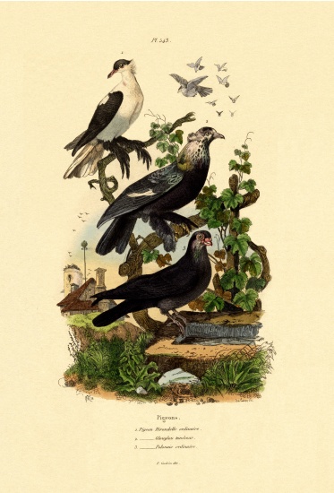 Pigeons from French School, (19th century)