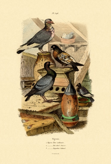 Pigeons from French School, (19th century)
