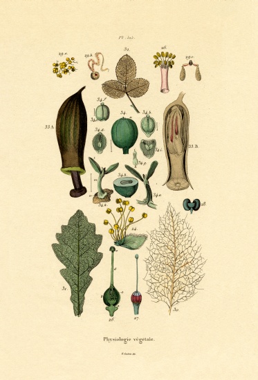 Plants from French School, (19th century)