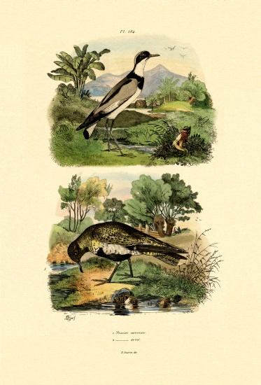 Plover from French School, (19th century)