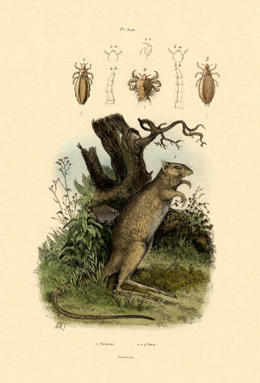 Rat-kangaroo from French School, (19th century)