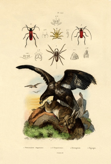 Water Spider from French School, (19th century)