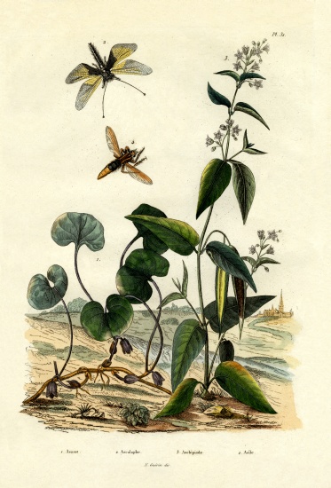 Wild Ginger from French School, (19th century)