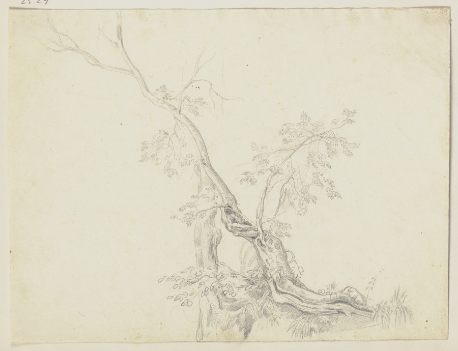 Bäume from Friedrich Metz