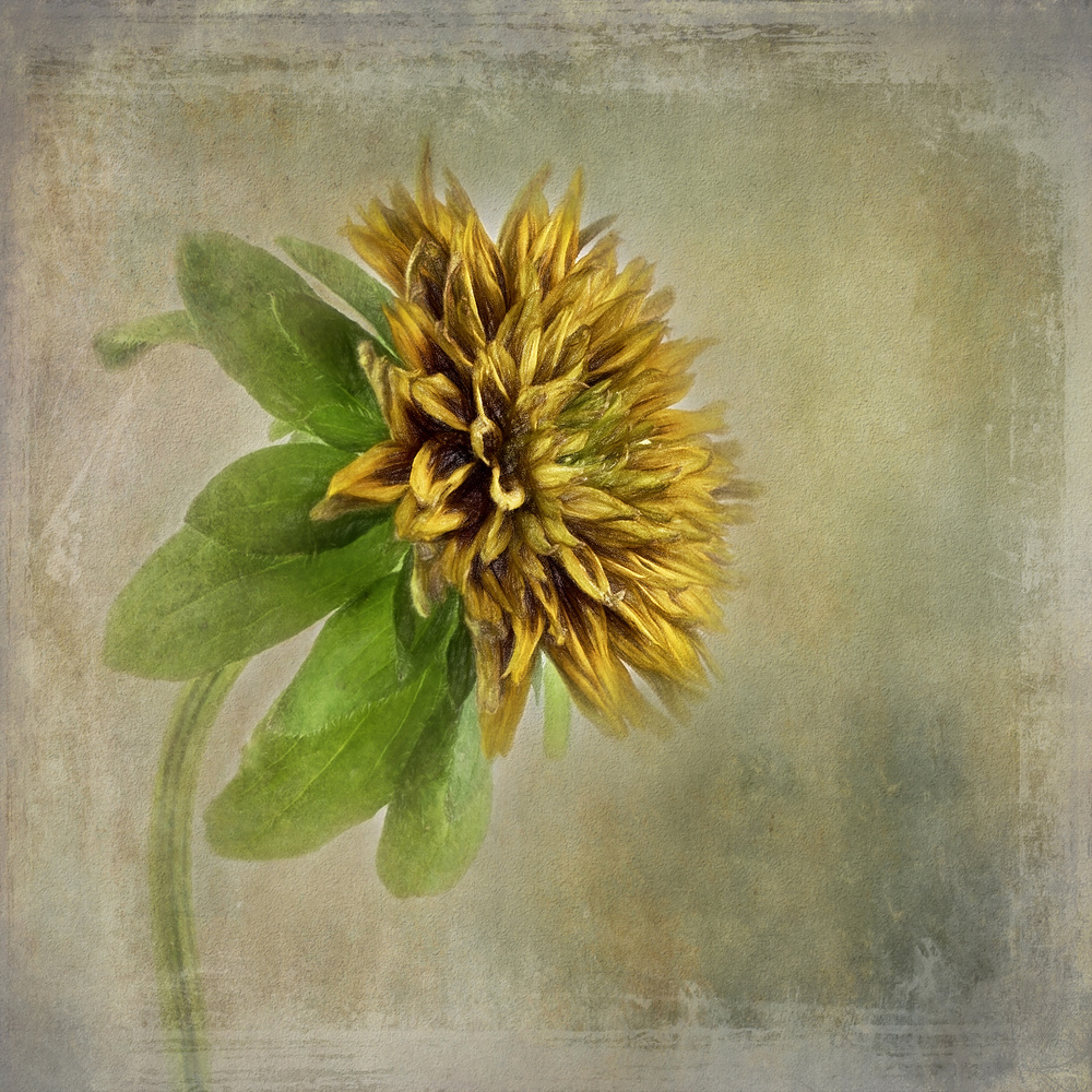 Blumenporträt from Gaille Gray