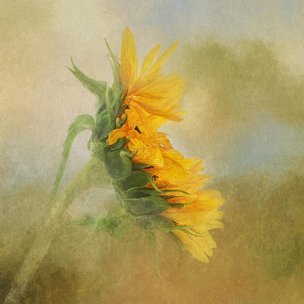Verblassende Sonnenblume from Gaille Gray