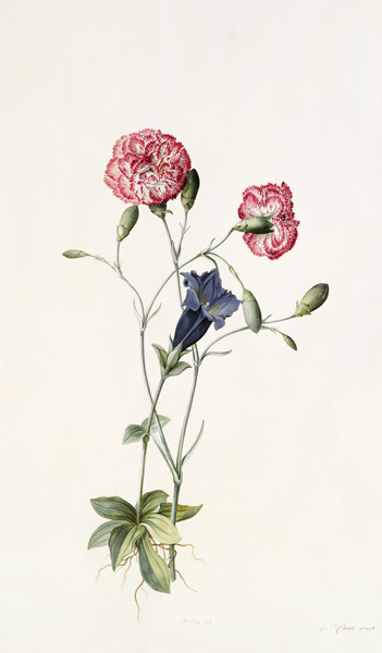 Carnation and Gentian from Georg Dionysius Ehret