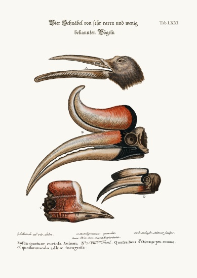 Four curious Beaks of Birds but little known from George Edwards