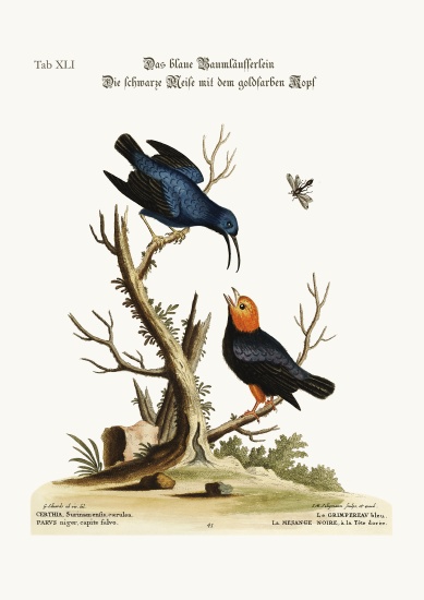 The blue Creeper. The golden-headed black Tit-mouse from George Edwards