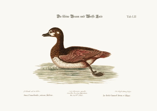 The little Brown and White Duck from George Edwards