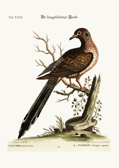 The long-tailed Dove from George Edwards