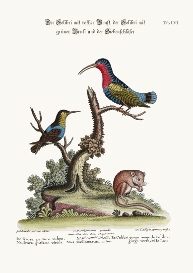 The Red-breasted Hummingbird, the Green-throated Hummingbird, and the Dormouse from George Edwards