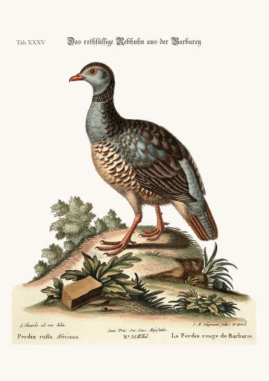 The red-legged Partridge from Barbary from George Edwards
