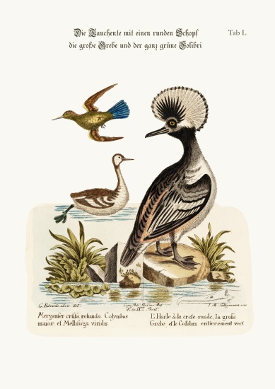 The Round-crested Duck, the Greater Dobchick, and the All-green Hummingbird from George Edwards