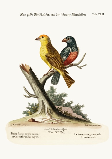 The Yellow Red-pole, and the Black Gros-beak from George Edwards