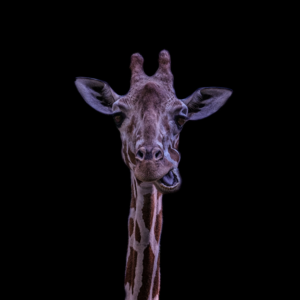 Giraffe from Georgios Tsikiridis