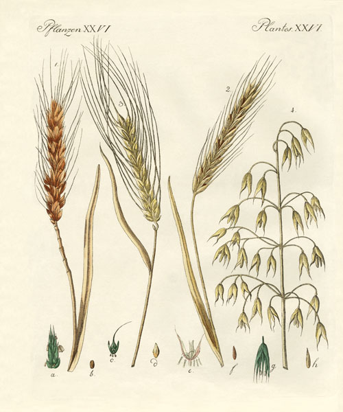 Kinds of grain from German School, (19th century)