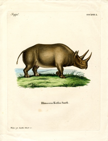 African Rhinoceros from German School, (19th century)