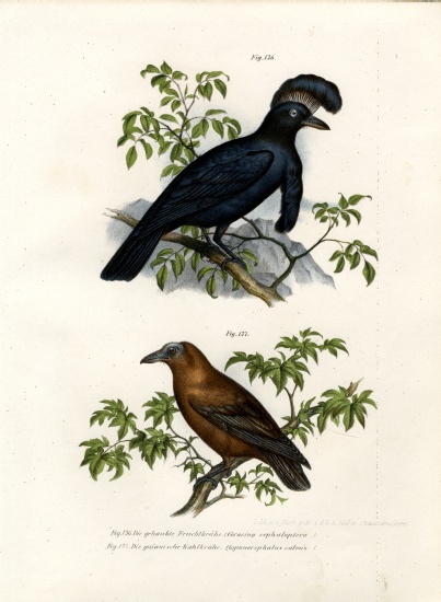 Amazonian Umbrellabird from German School, (19th century)