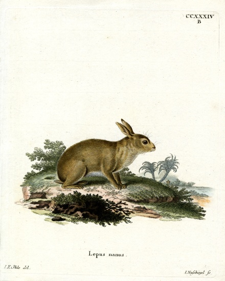 American Gray Rabbit from German School, (19th century)