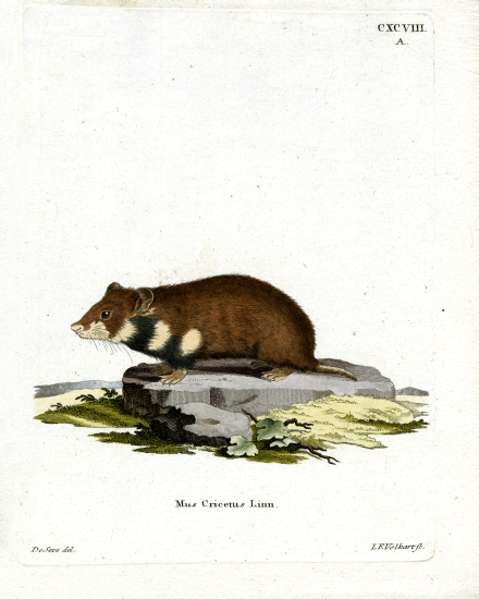 Black-bellied Hamster from German School, (19th century)