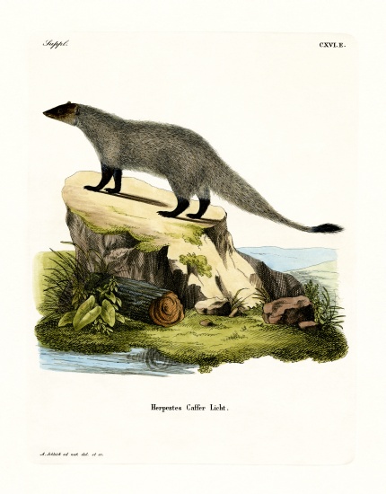 Black-footed Mongoose from German School, (19th century)