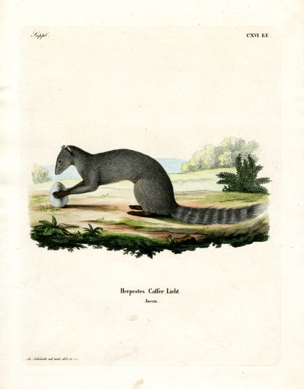 Cape Grey Mongoose from German School, (19th century)