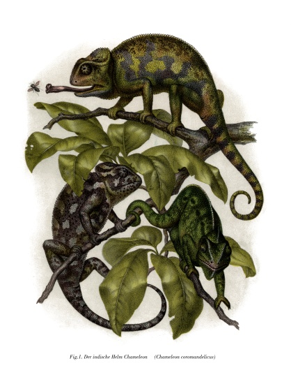 Chameleon from German School, (19th century)
